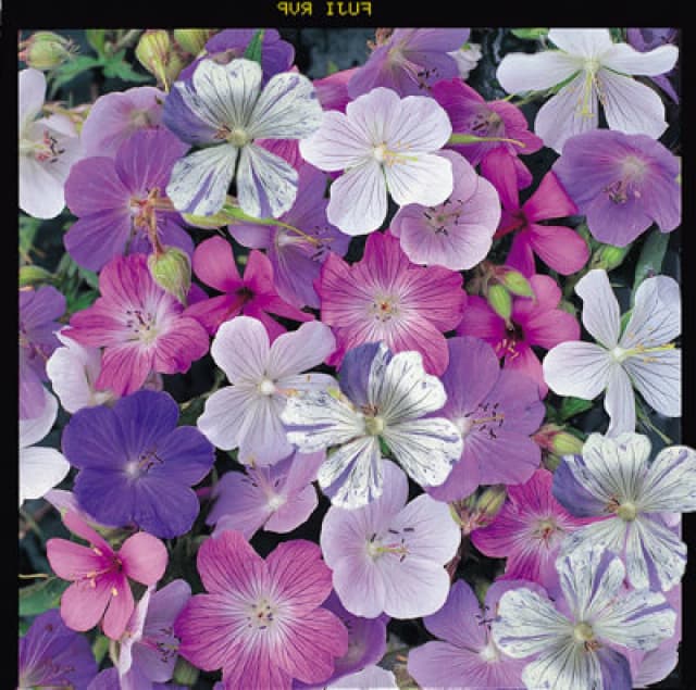 Thompson & Morgan Geranium Reflections 1 Seed Packet (10 Seeds)