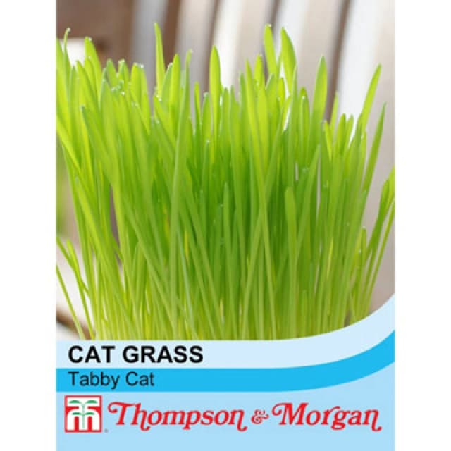 Thompson & Morgan Cat Grass Tabby (Hordeum Vulgarie Varigated) 1 Seed Packet (100 Seeds)