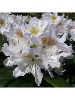 Rhododendron Cunningham'S White 4L Pot