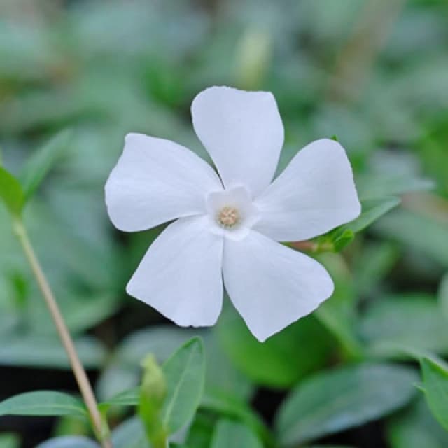 Thompson & Morgan Vinca Minor Alba 9Cm Potted Plant X 2