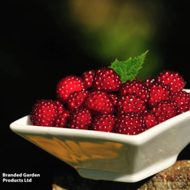 Thompson & Morgan Grow Your Own Fruit Rubus (Raspberry) Phoenicolasius 15Cm Pot X 2