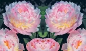 Peony Trio Collection: One Plant/Peony Edens Perfume