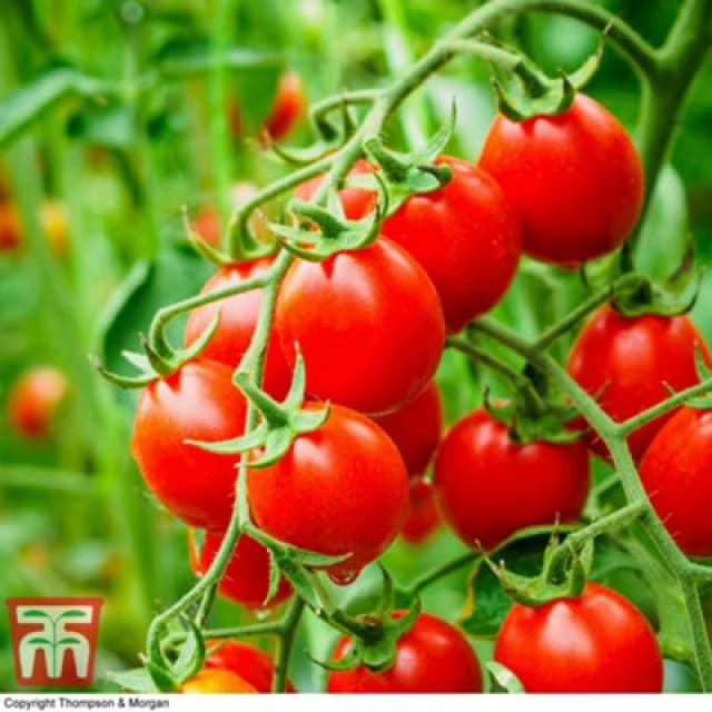 Thompson & Morgan Organic Tomato Koralik 1 Seed Packet (8 Seeds)