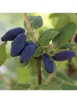 Lonicera K. Morena 'Honeyberry' 2L