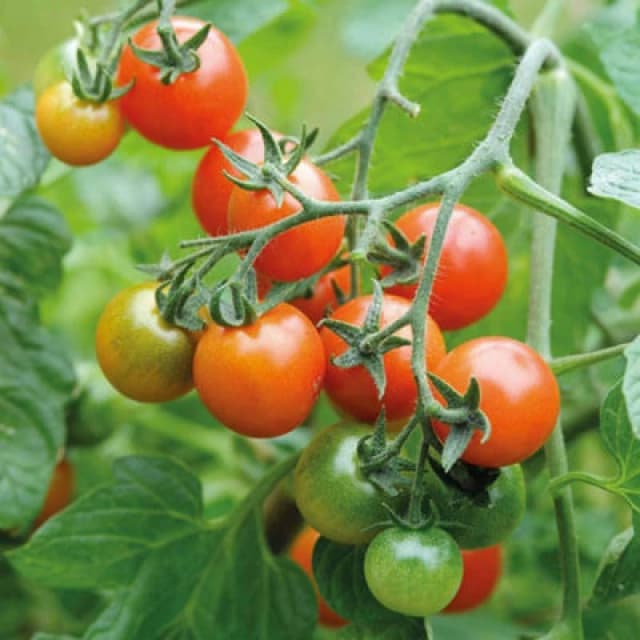 Thompson & Morgan Tomato Losetto F1 Hybrid 1 Seed Packet
