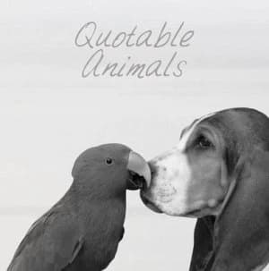 Quotable Animals by Milly Brown Hardback