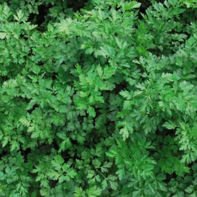Thompson & Morgan Parsley Laura 1 Seed Packet (500 Seeds)