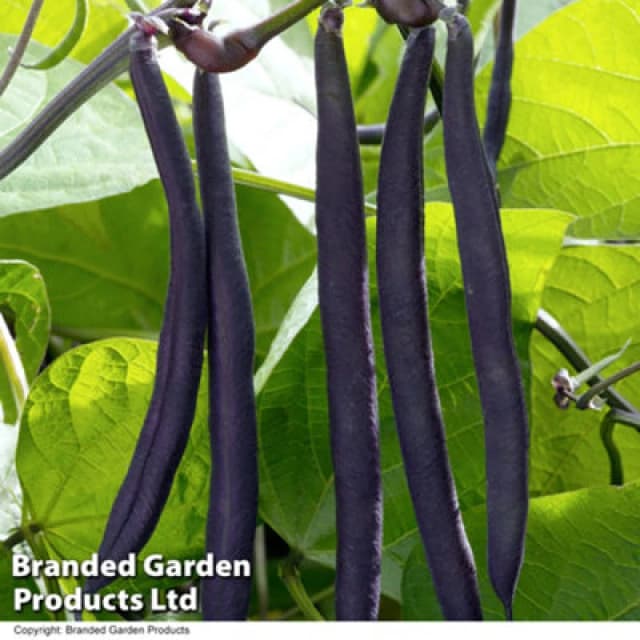 Thompson & Morgan Bean Dwarf Bean Purple Teepee 1 Seed Packet (200 Seeds)