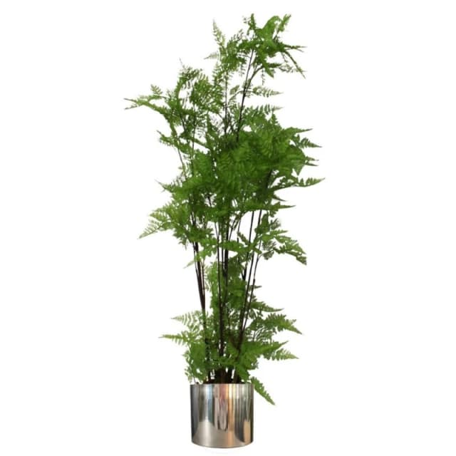 Leaf 150cm Artificial Natural Extra Large Fern Foliage Plant with Silver Metal Plater Green