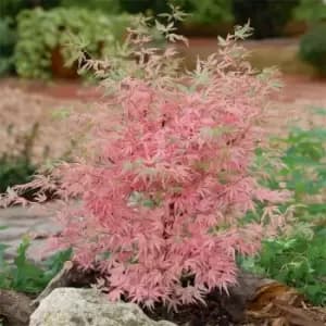 YouGarden Acer palmatum Taylor 13cm - Brown
