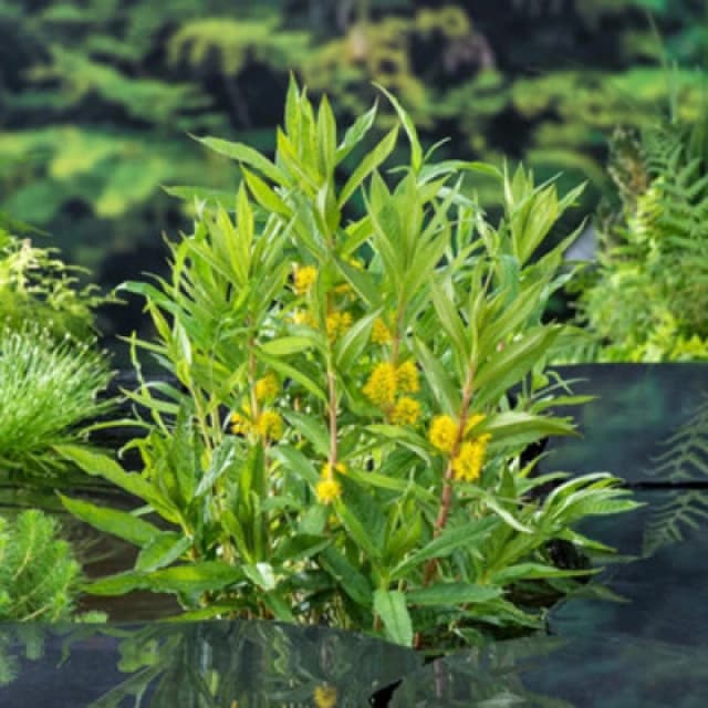 Lysimachia Thyrsiflora Tufted Loosestrife Marginal Aquatic 9Cm Pot X 1 Plant By Thompson & Morgan