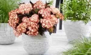Hydrangea Macrophylla Light My Fire Hardy Shrub: One