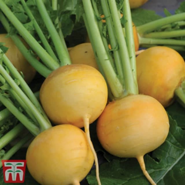 Thompson & Morgan Turnip Golden Ball 1 Seed Packet (1000 Seeds)