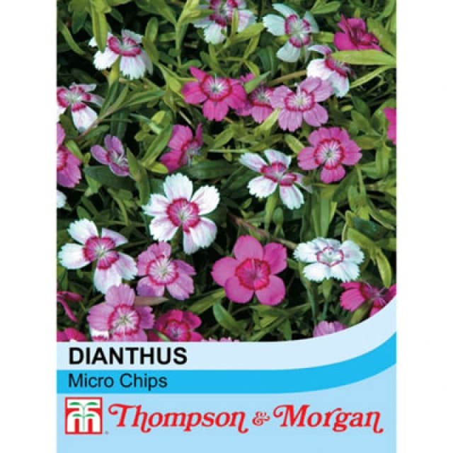 Thompson & Morgan Dianthus Deltoides Micro Chips 1 Seed Packet (80 Seeds)