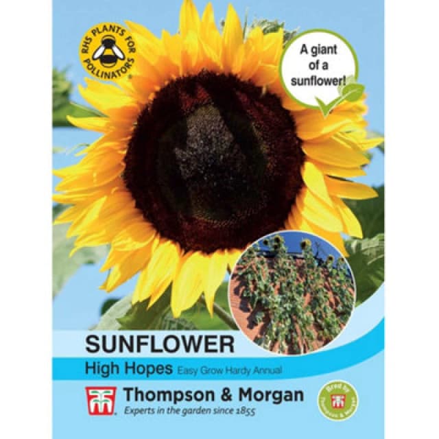 Thompson & Morgan Helianthus Annus Sunflower High Hopes 1 Seed Packet (15 Seeds)