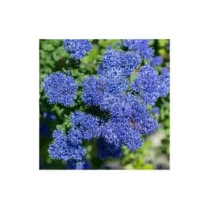 Ceanothus thyrs. repens Set of 3 x 9cm