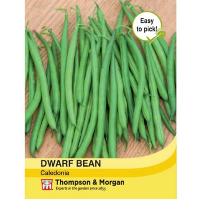 Thompson & Morgan Bean Dwarf Caledonia 1 Seed Packet (100 Seeds)