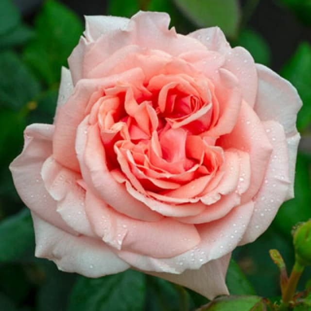 You Garden Yougarden Rose 'it's A Wonderful Life', Set Of Two Bare Root Roses, Ready To Plant In Pots, Beds, Or Borders