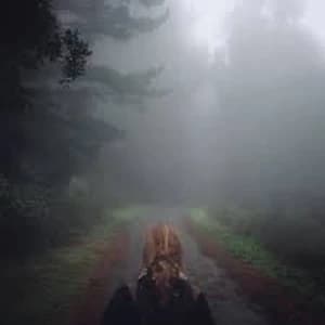 Mono - Under The Pipal Tree Vinyl