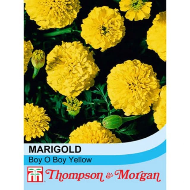 Thompson & Morgan Marigold Boy O Boy Yellow 1 Seed Packet (115 Seeds)