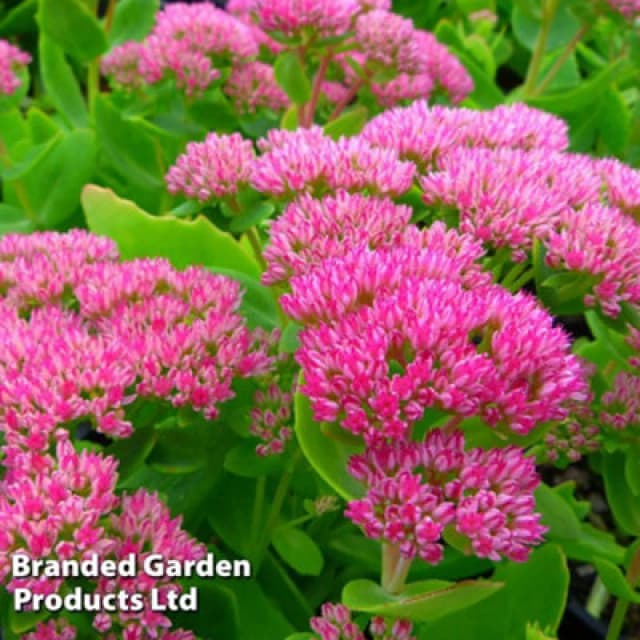Thompson & Morgan Sedum Spectabile Brilliant 1 Litre Potted Plant X 1