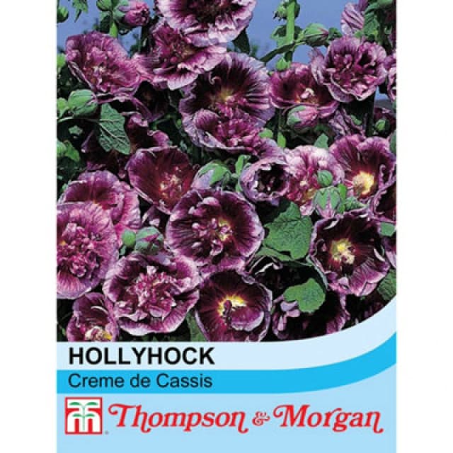 Thompson & Morgan Hollyhock Creme De Cassis 1 Seed Packet (50 Seeds + 50% Extra Free)