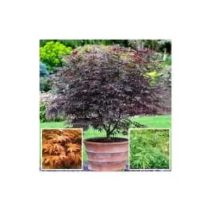 Japanese Maple (Acer) Collection - 3 varietie