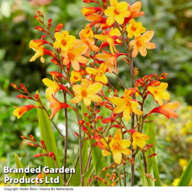 Thompson & Morgan Crocosmia Harlequin 9Cm Pot X 1