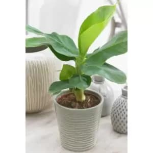 Musa Tropicana Banana Plant