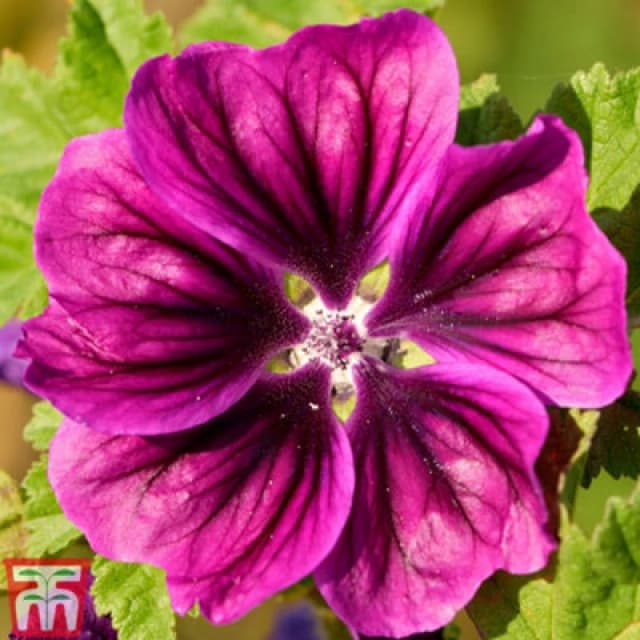 Thompson & Morgan Malva Magic Hollyhock 1 Seed Packet (100 Seeds)