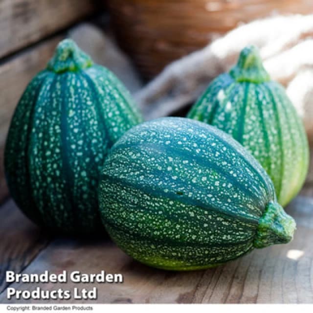 Thompson & Morgan Courgette Cucurbita Pepo Boldenice F1 1 Packet (6 Seeds)