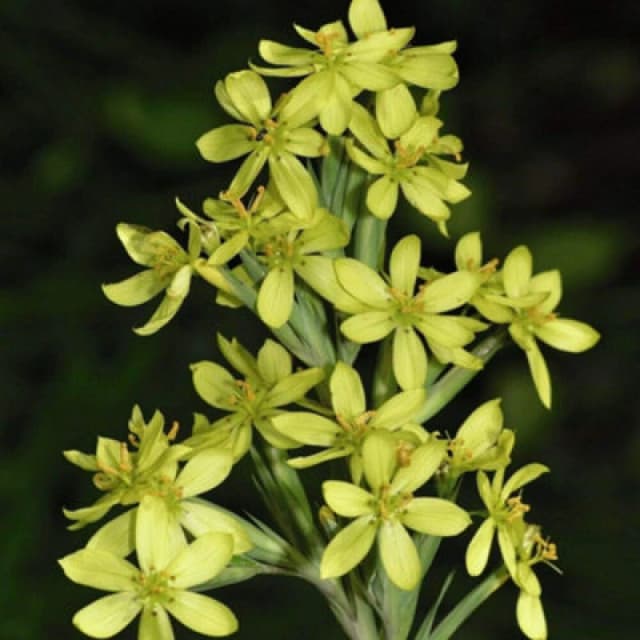 Thompson & Morgan Sisyrinchium Palmifolium Canary 1 Seed Packet (15 Seeds)