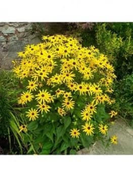 Rudbeckia Goldsturm 3 X9Cm Plants