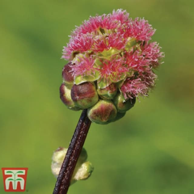 Thompson & Morgan Herb Salad Burnet 1 Seed Packet (150 Seeds)
