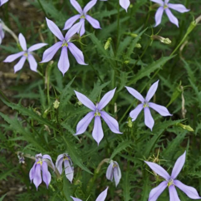 Thompson & Morgan Laurentia Blue Stars Seeds - Starry Blue Flowers For Containers Baskets Bedding - Easy Long-Flowering - 1 Packet (50 Seeds)