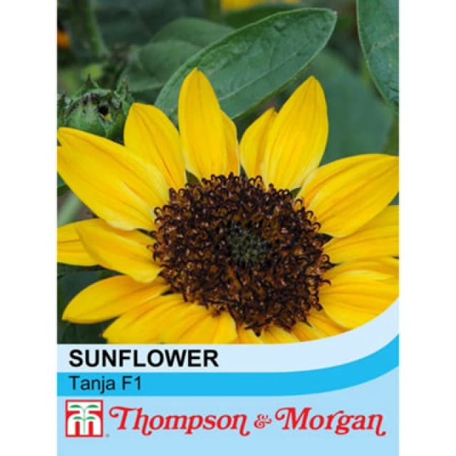 Thompson & Morgan Sunflower Tanja F1 1 Packet (10 Seeds)