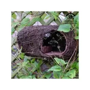 Brushwood Robin Nester