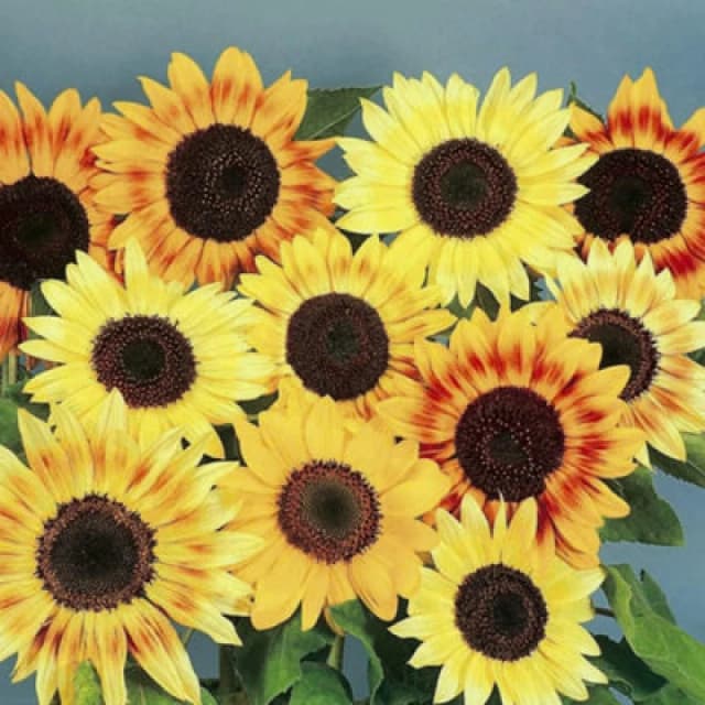 Thompson & Morgan Sunflower Music Box 1 Seed Packet (30 Seeds)