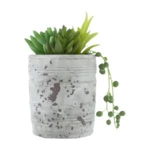 Mixed Succulents Green in Distressed Cement Pot 16cm