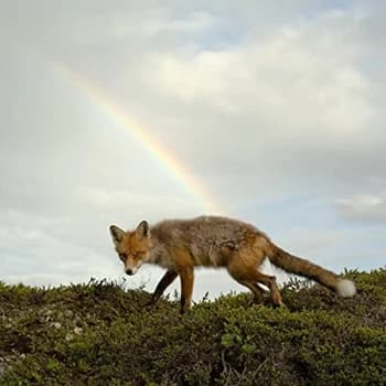 Buck Meek - Buck Meek (Green Vinyl)