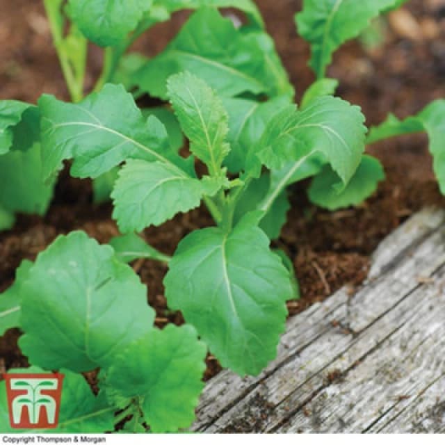 Thompson & Morgan Wasabi Rocket 1 Seed Packet (500 Seeds)