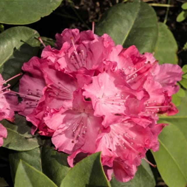 You Garden Yougarden Rhododendron 'hybrid Pink', Established Plant In 15Cm Pot, Ready To Plant, Evergreen Shrub, Early Spring Flowering Plant