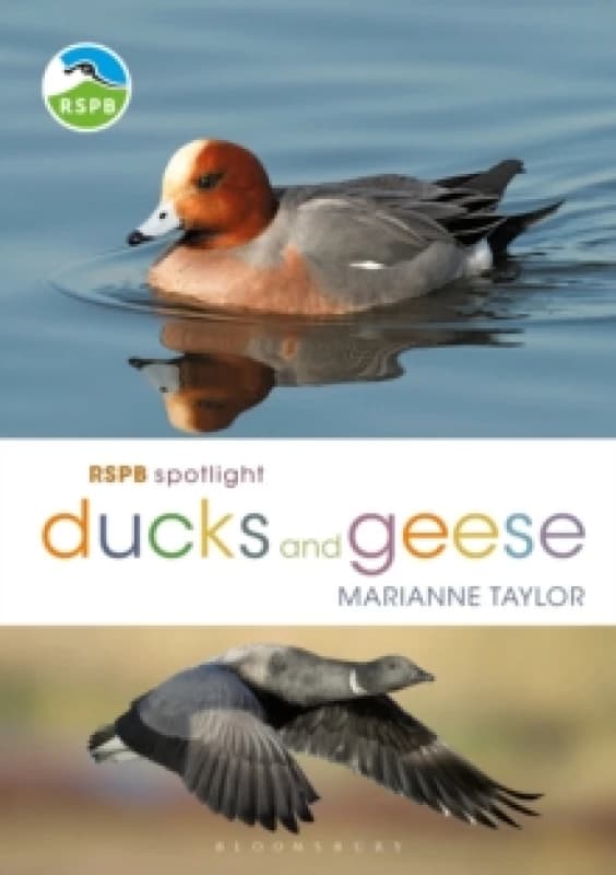 RSPB Spotlight Ducks and Geese Paperback / softback