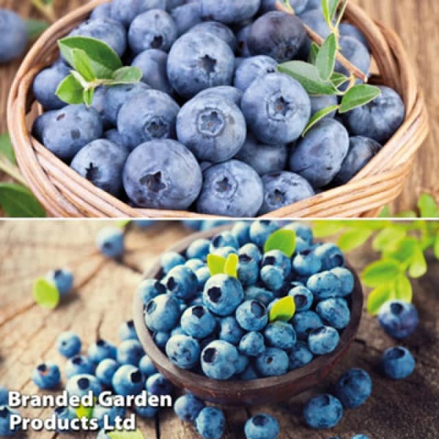 Thompson & Morgan Grow Your Own Fruit - Blueberry Collection - 9Cm Potted Plant X 4 - Summer Fruiting