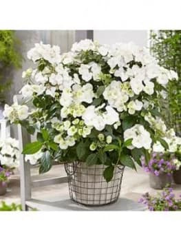 Hydrangea Runaway Bride 10.5Cm Pot - Rhs Chelsea Winner 2018