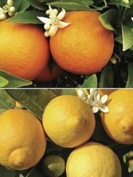 Pair Of 1M Orange & Lemon Citrus Trees With Citrus Feed