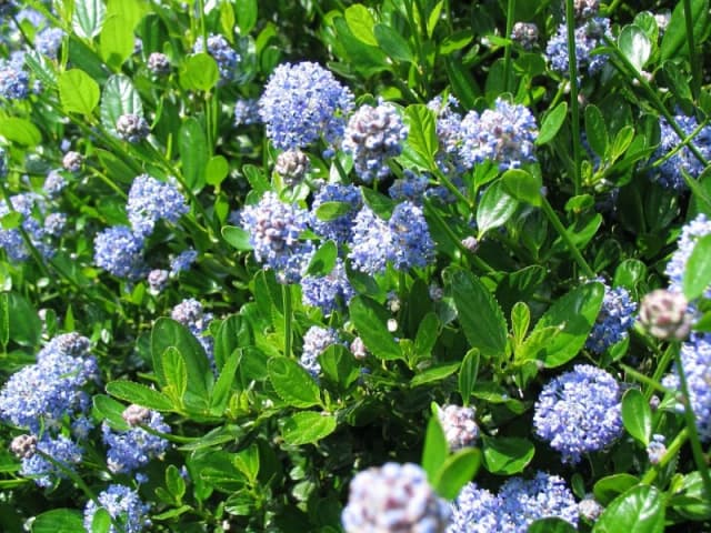 Direct Plants Ceanothus Victoria Californian Lilac Shrub 4-5ft Supplied in a 5 Litre Pot in Green Green Unisex