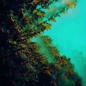 Polymoon - Caterpillars Of Creation Vinyl