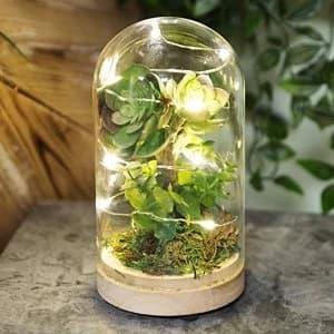 Dome Glass Terrarium with Artificial Succulent & LEDs 17.5cm