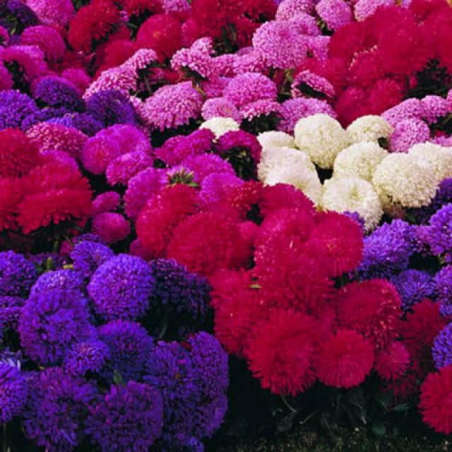 Thompson & Morgan Aster Carpet Ball Mixed 1 Seed Packet (185 Seeds)